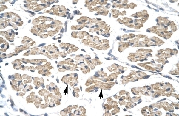STAT4 Antibody