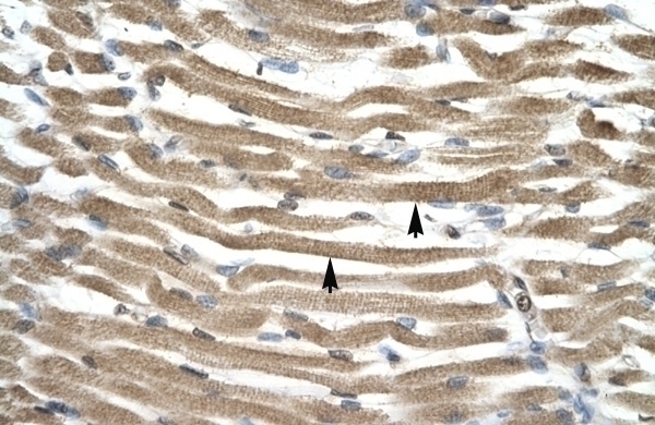 TFAP4 Antibody