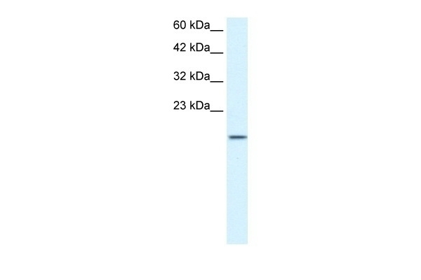 ZNF7 Antibody