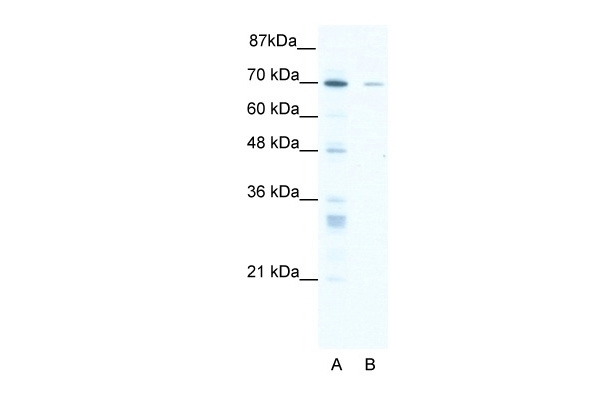 ZNF37A Antibody