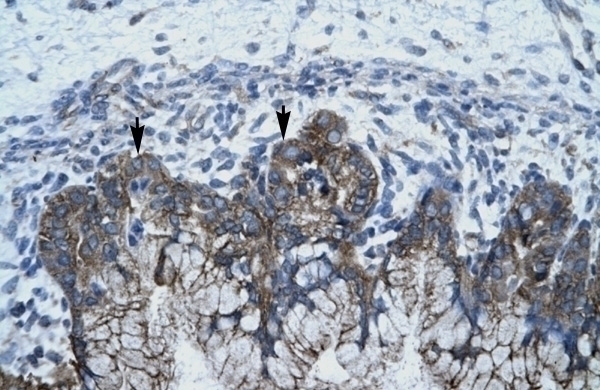 APOBEC3G Antibody