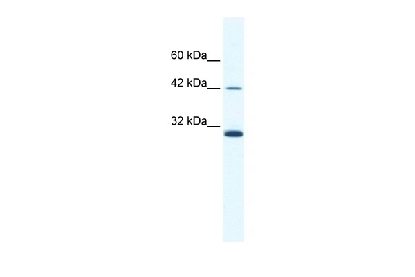APOBEC3G Antibody