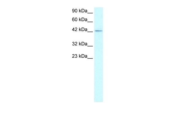 ZNF207 Antibody