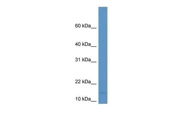 BTG2 Antibody