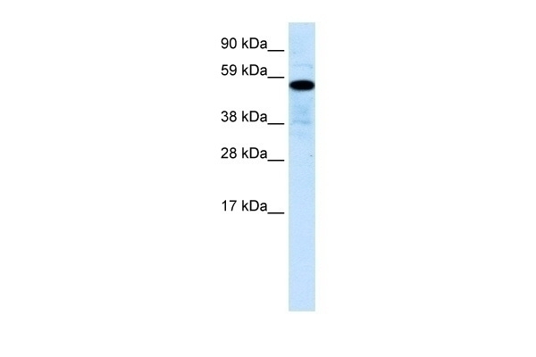 ZNF426 Antibody