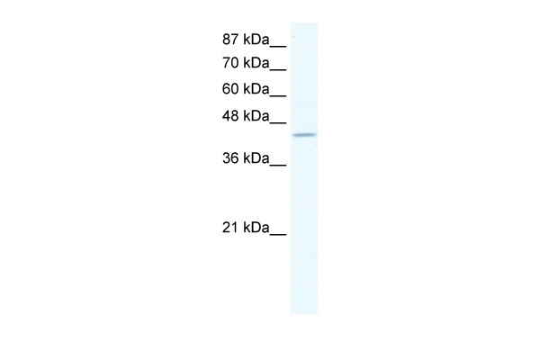 ZNF212 Antibody