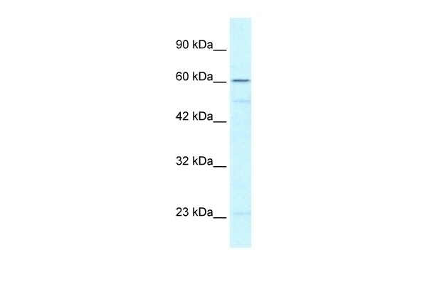 ZNF212 Antibody