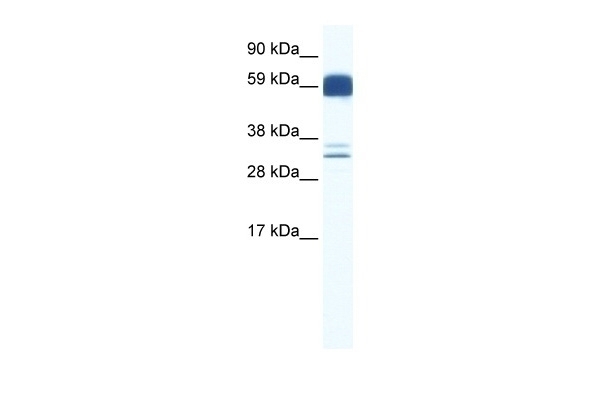 Z Ion Channel 5 Antibody