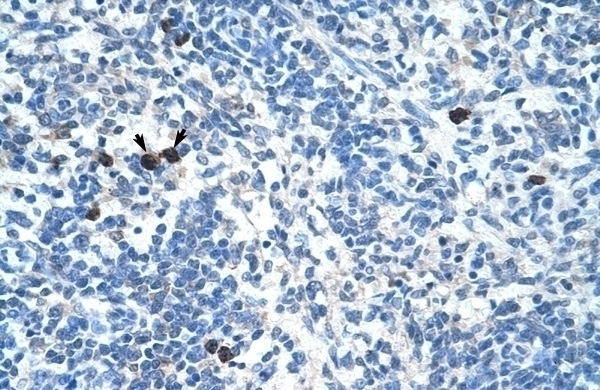 MAFB Antibody