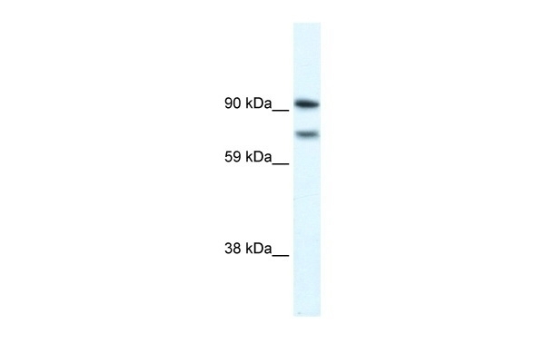 ZEB2 Antibody