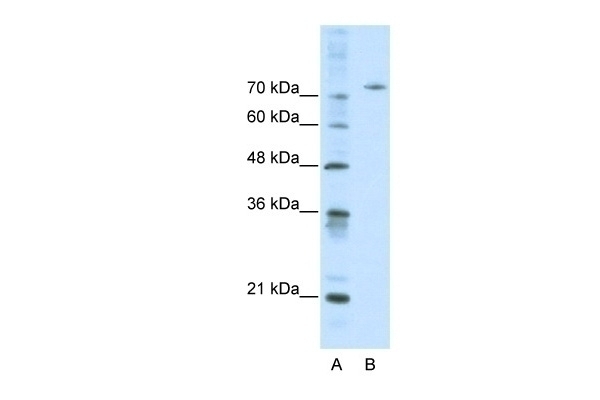 AFM Antibody