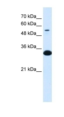 A1BG Antibody