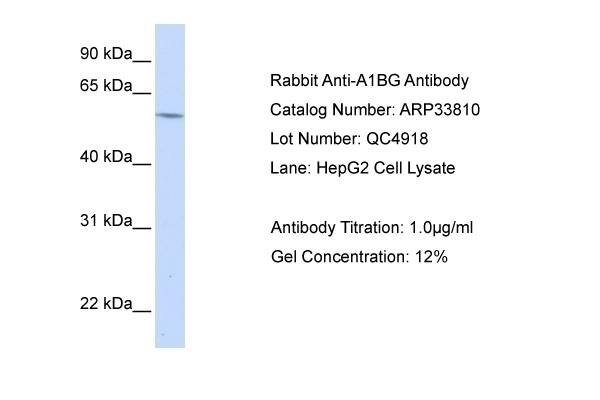 A1BG Antibody