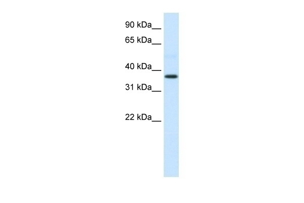 AHSG Antibody