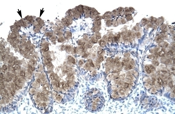 ASGR2 Antibody