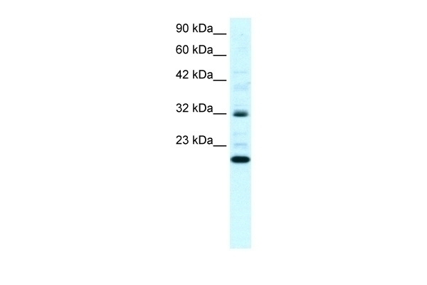 ARHGDIG Antibody