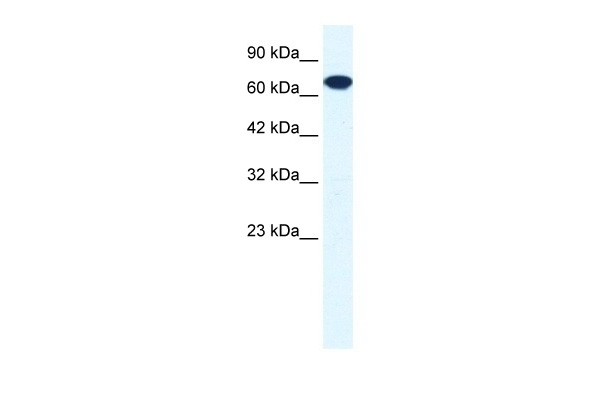 ZNF179 Antibody