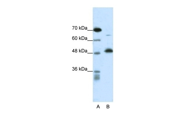 COPS2 Antibody