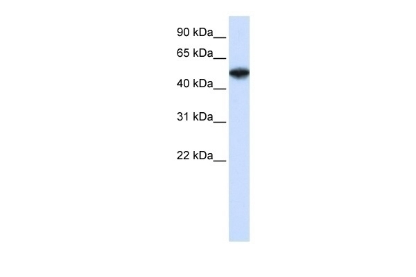 COPS2 Antibody
