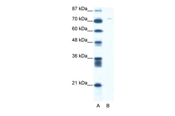 ASPH Antibody