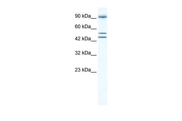 BRD2 Antibody