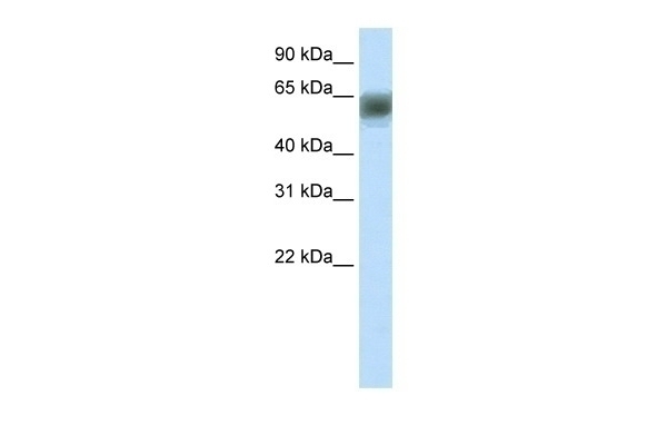 ARID3B Antibody