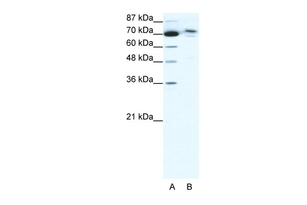 C14orf101 Antibody