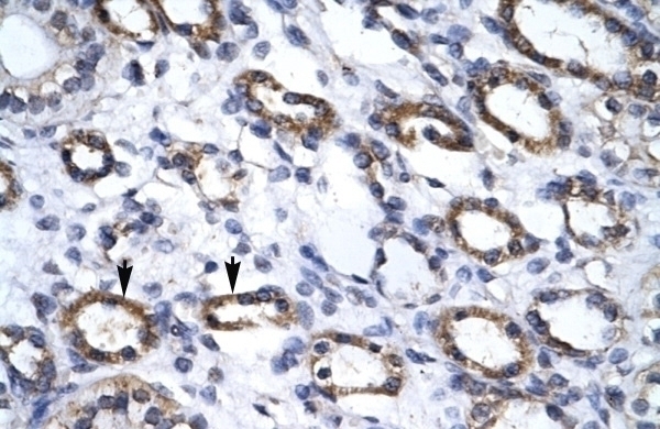 APG4B Antibody