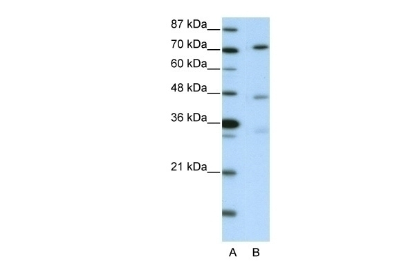 ATG4B Antibody