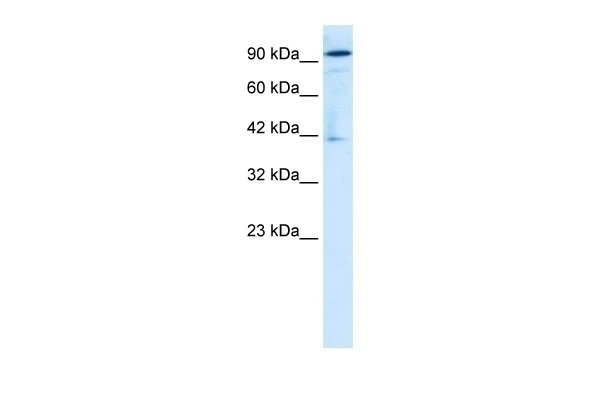 ZA20D1 Antibody