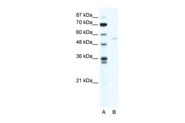 ZNF289 Antibody