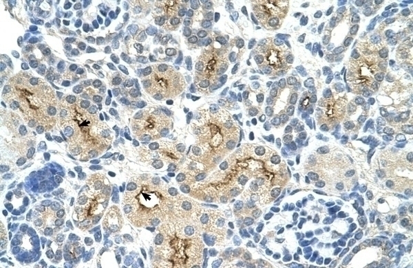 TAF6 Antibody