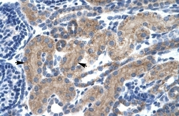 TCF7 Antibody