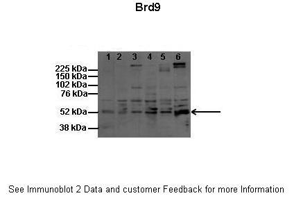 BRD9 Antibody