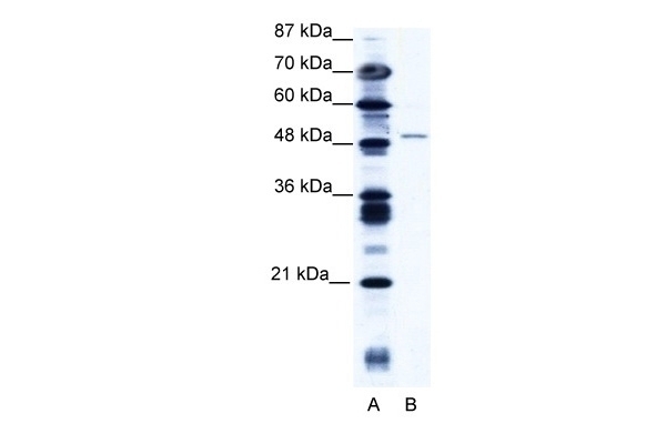 ZNF627 Antibody