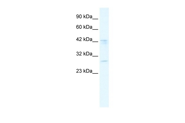 BRD9 Antibody
