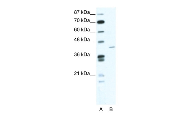 ZNF568 Antibody