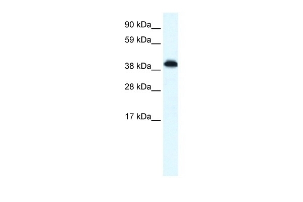 ZNF568 Antibody