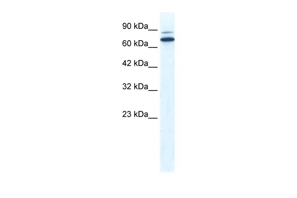 ZNF57 Antibody