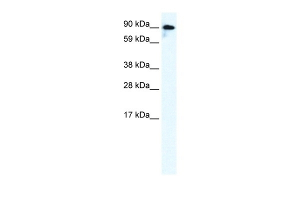 GRIK2 Antibody
