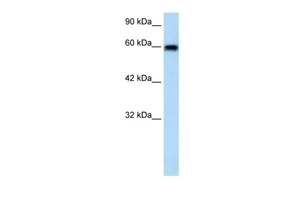 VMD2L2 Antibody
