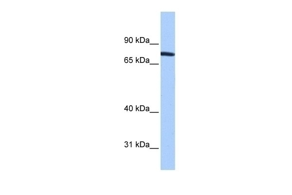 ZNF45 Antibody