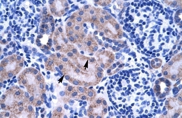 ZNF134 Antibody