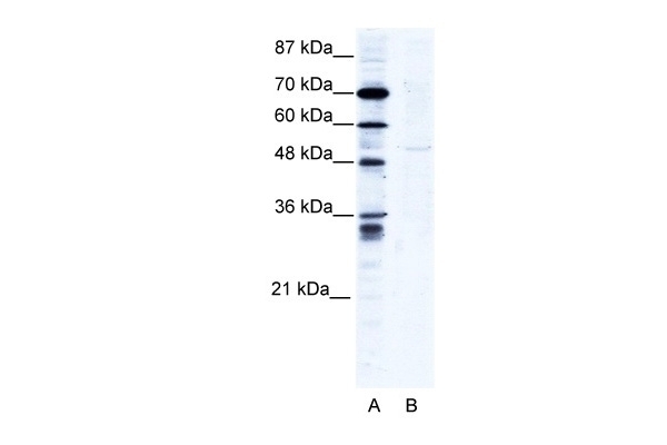 ZNF134 Antibody