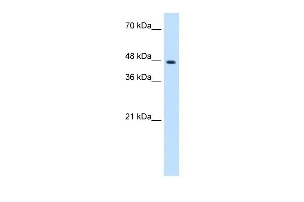 ZNF213 Antibody