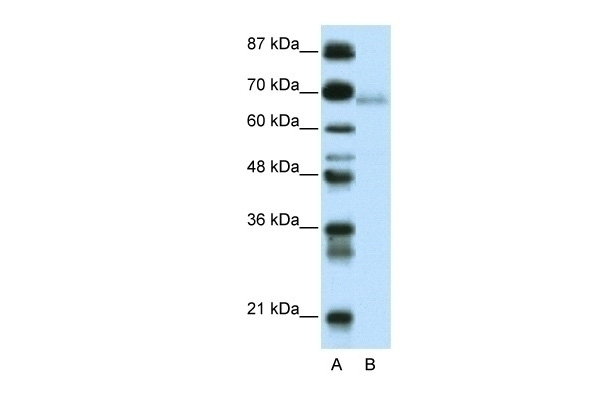 ZBTB22 Antibody