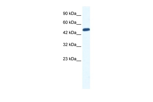 ZNF239 Antibody