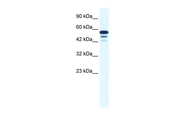 ZNF230 Antibody