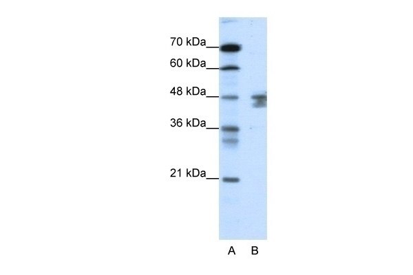 ZNF271 Antibody