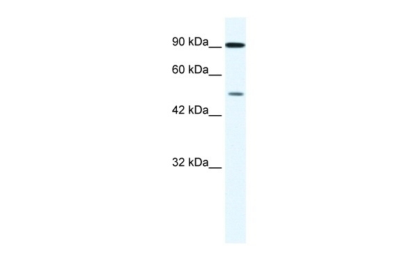 ZNF175 Antibody